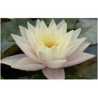 Nymphaea Lalek