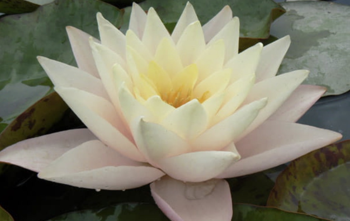 Nymphaea Lalek
