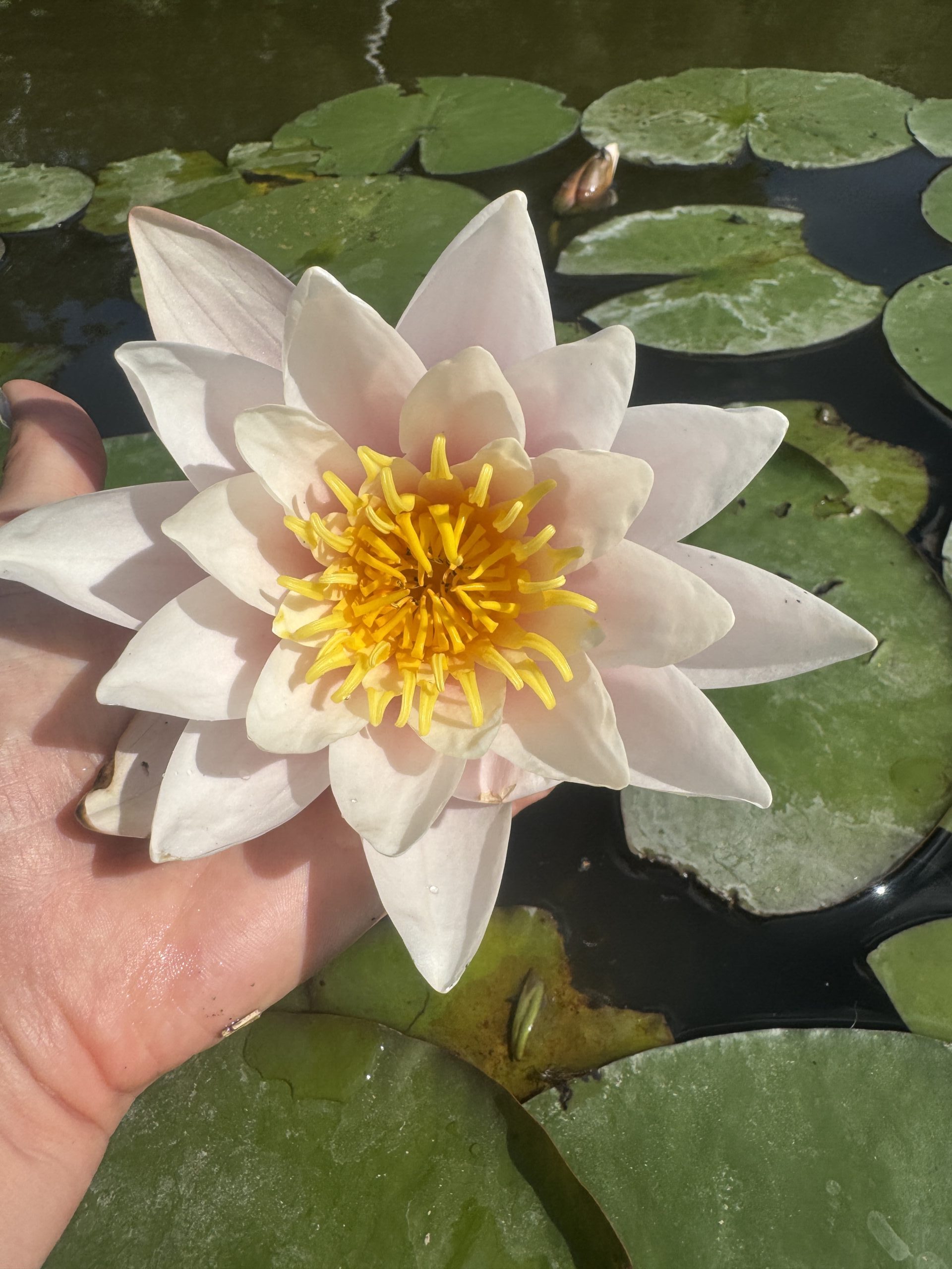 Vesiroos Marliacea Carnea