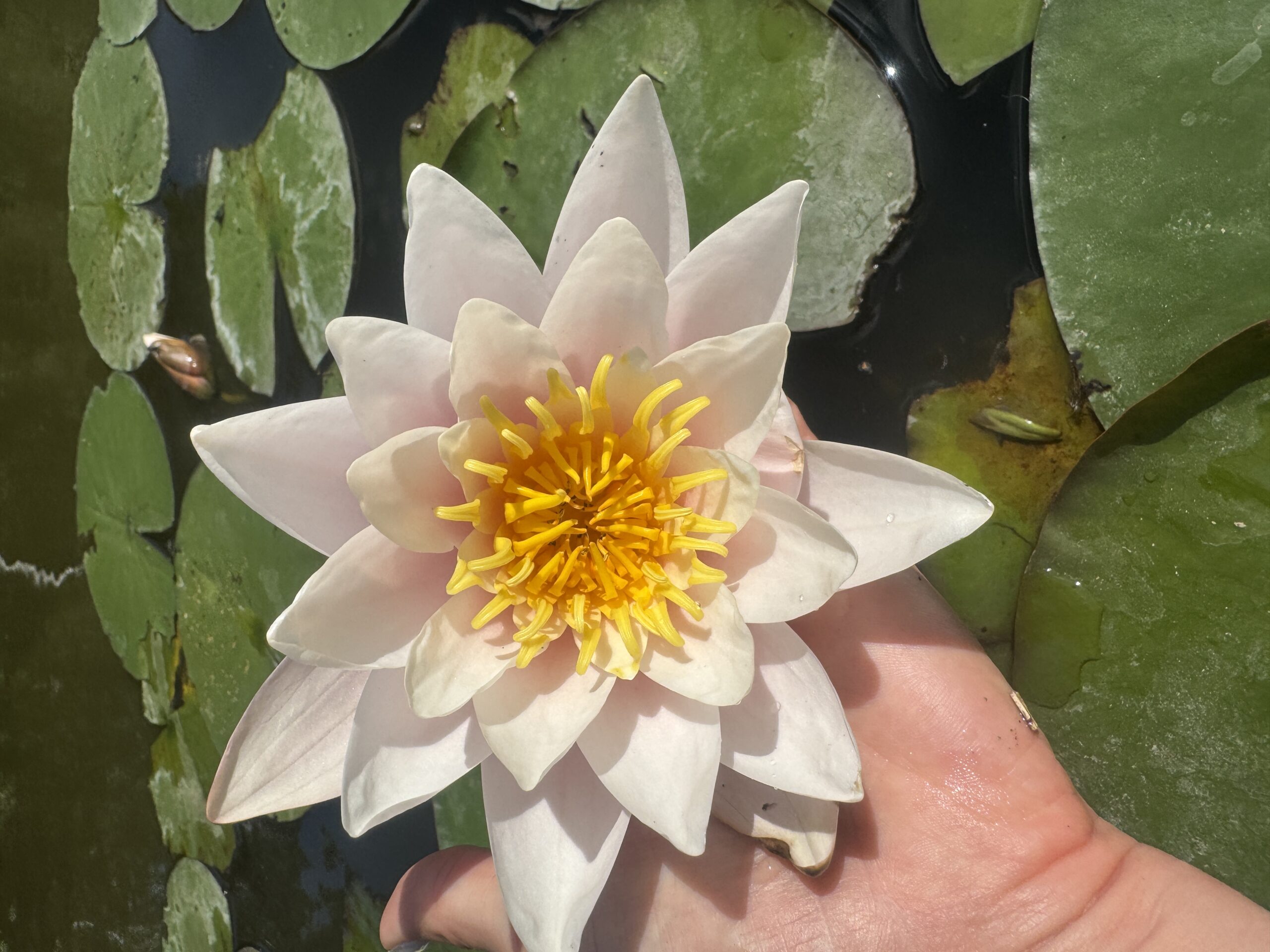 Vesiroos Marliacea Carnea