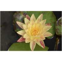 Nymphaea Paranee