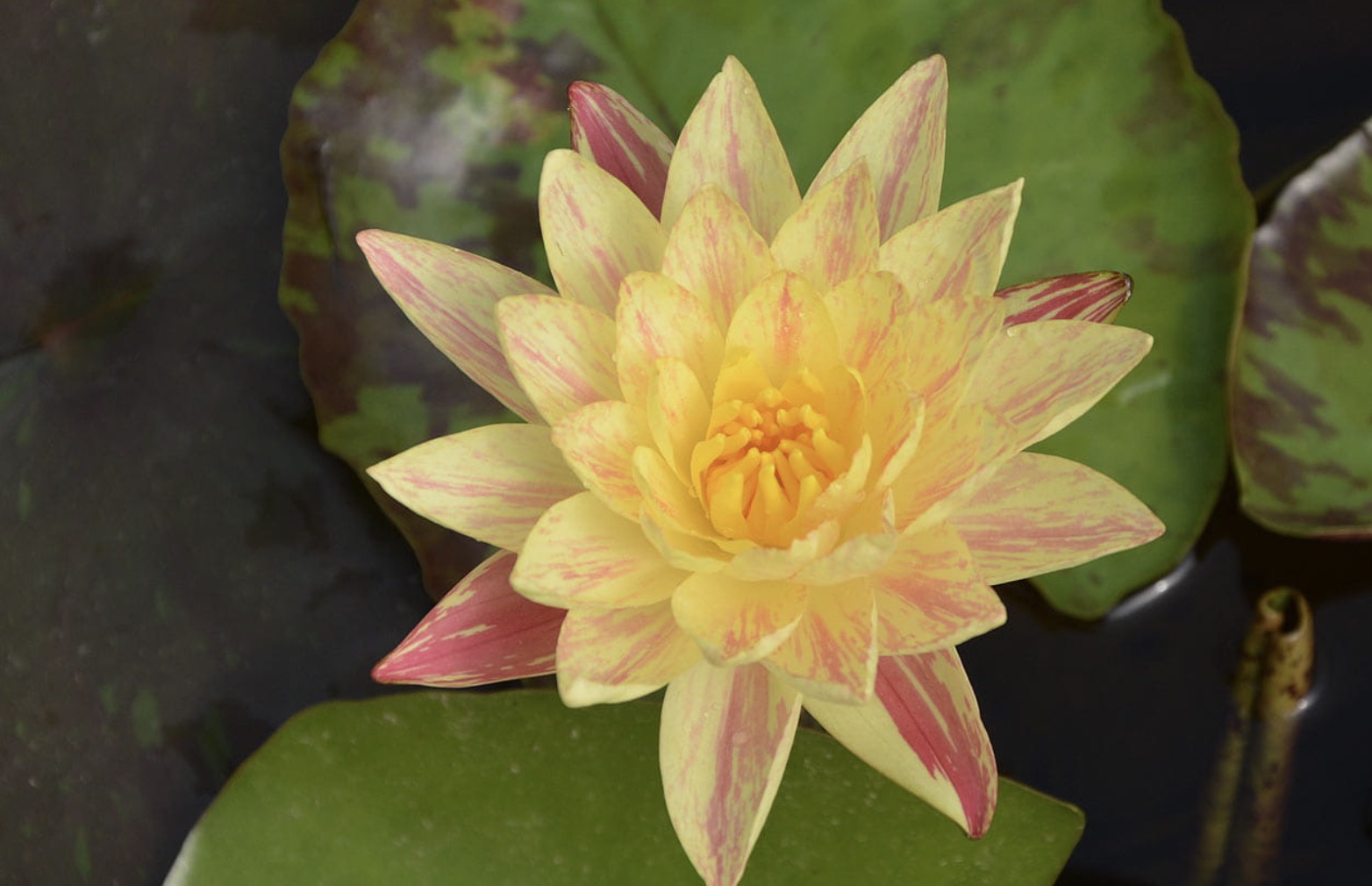 Nymphaea Paranee