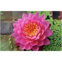 Nymphaea Perry's Fire Opal