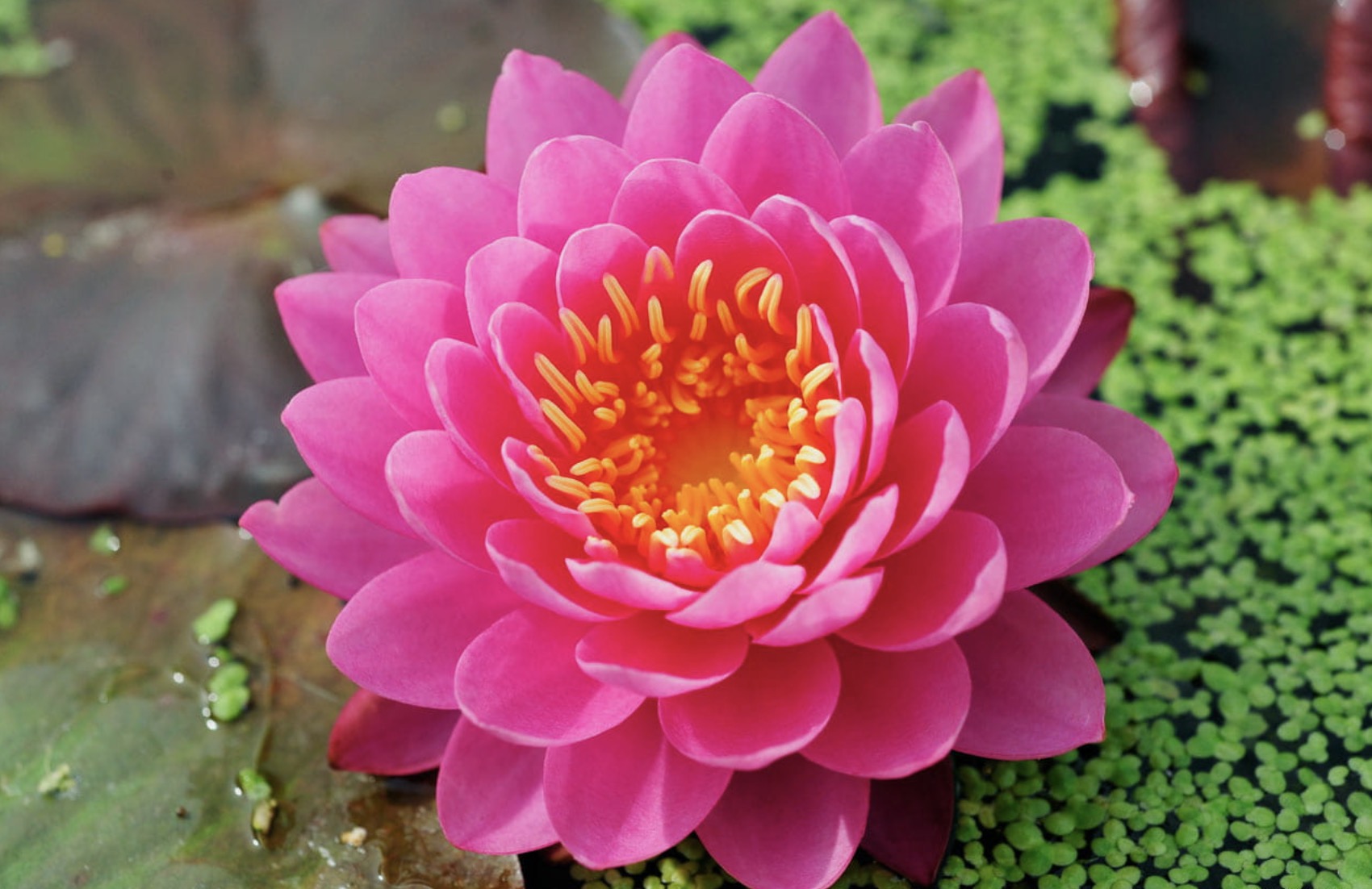 Nymphaea Perry's Fire Opal