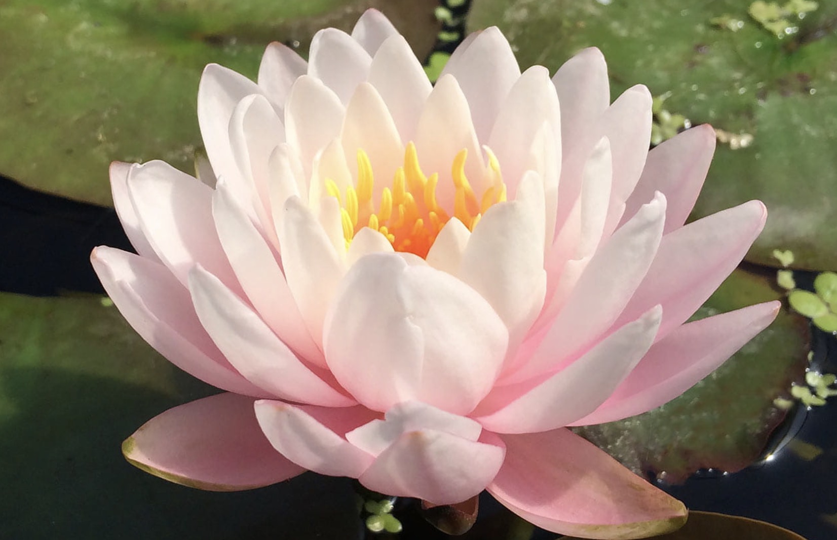 Nymphaea Peter Slocum