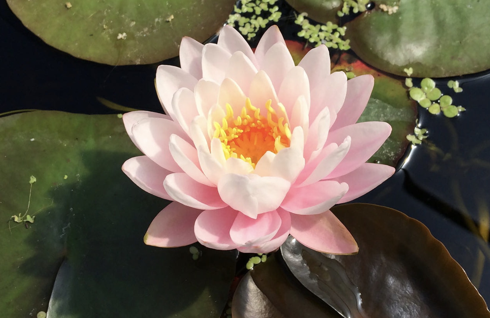 Nymphaea Peter Slocum