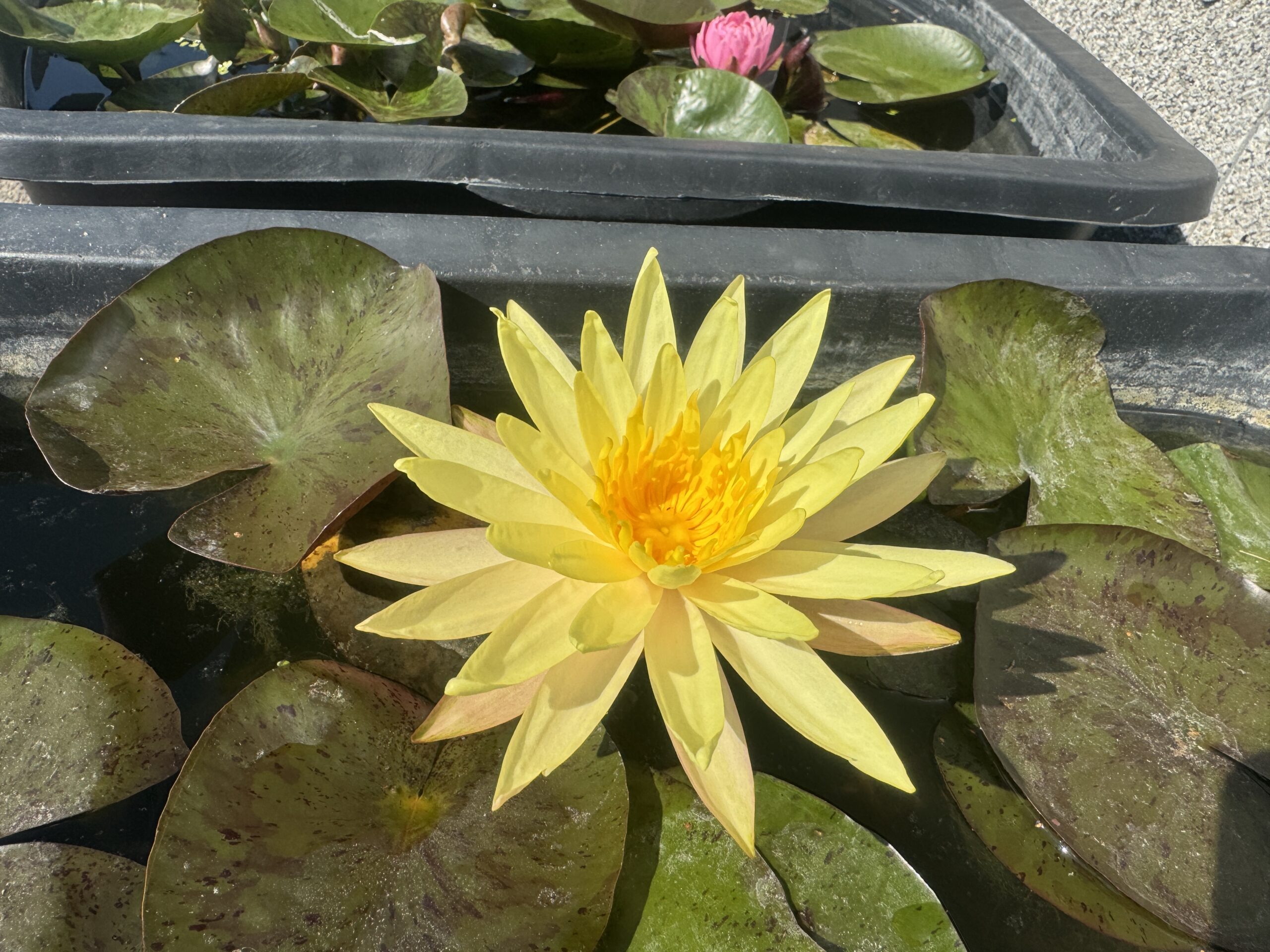 Vesiroos Pinwaree