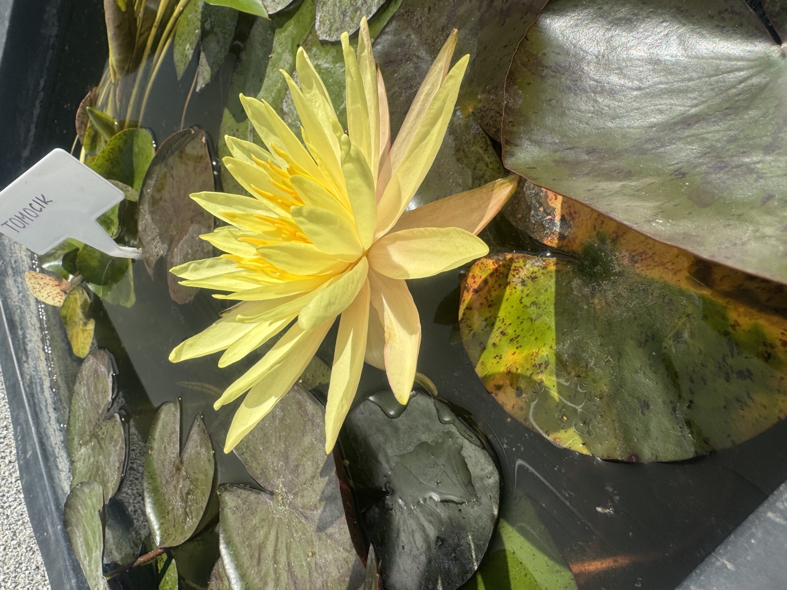 Vesiroos Pinwaree