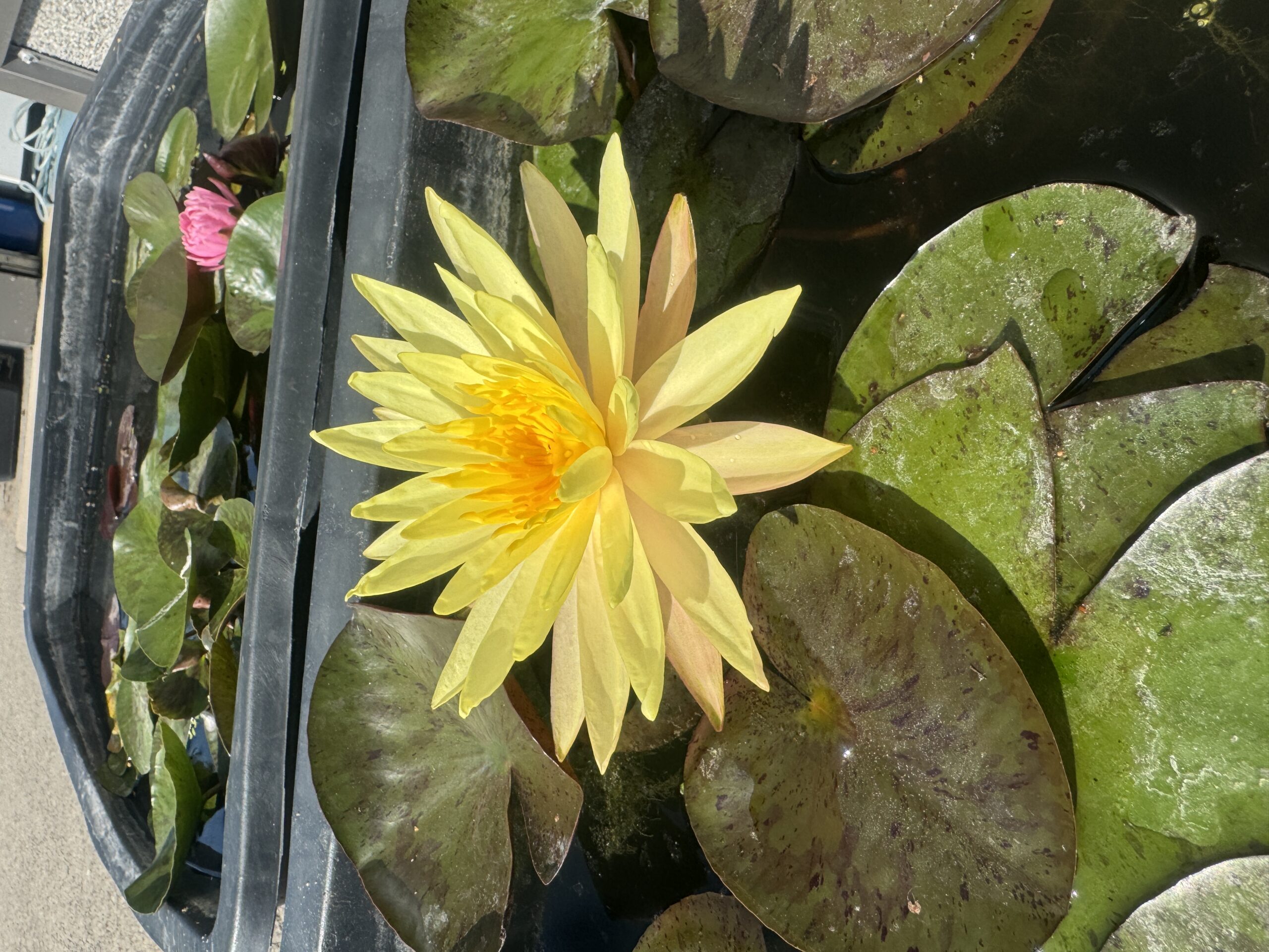Vesiroos Pinwaree