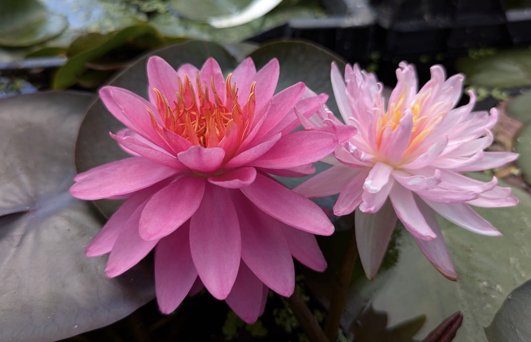 Nymphaea Razzberry