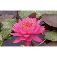 Nymphaea Razzberry