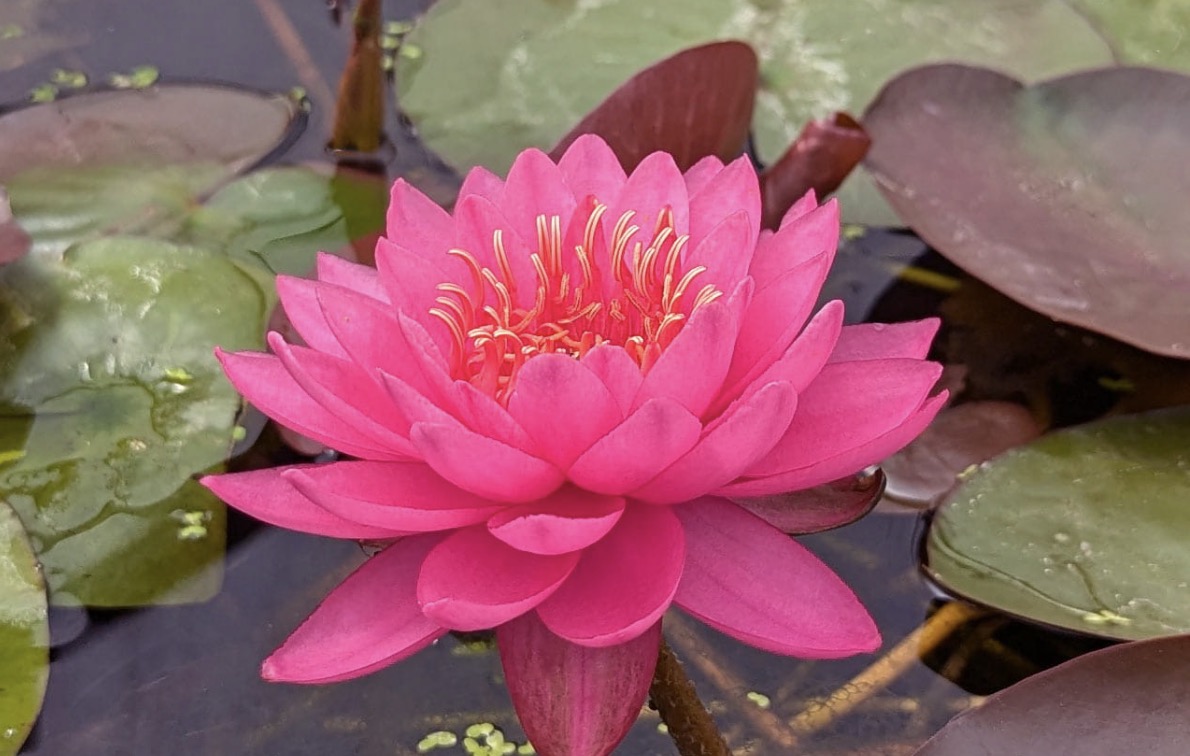 Nymphaea Razzberry