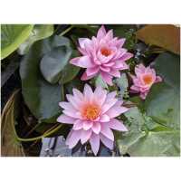 Nymphaea Tan Kwhan