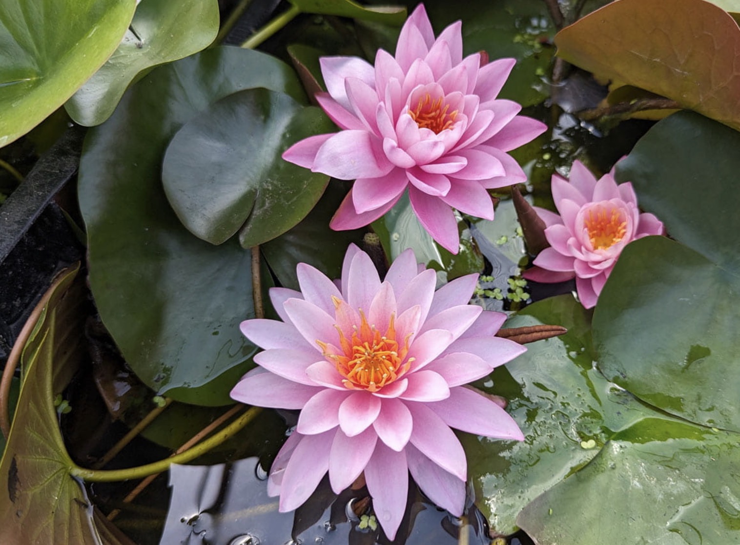 Nymphaea Tan Kwhan