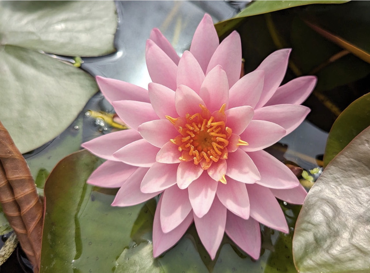 Nymphaea Tan Kwhan