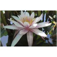 Nymphaea Zebra
