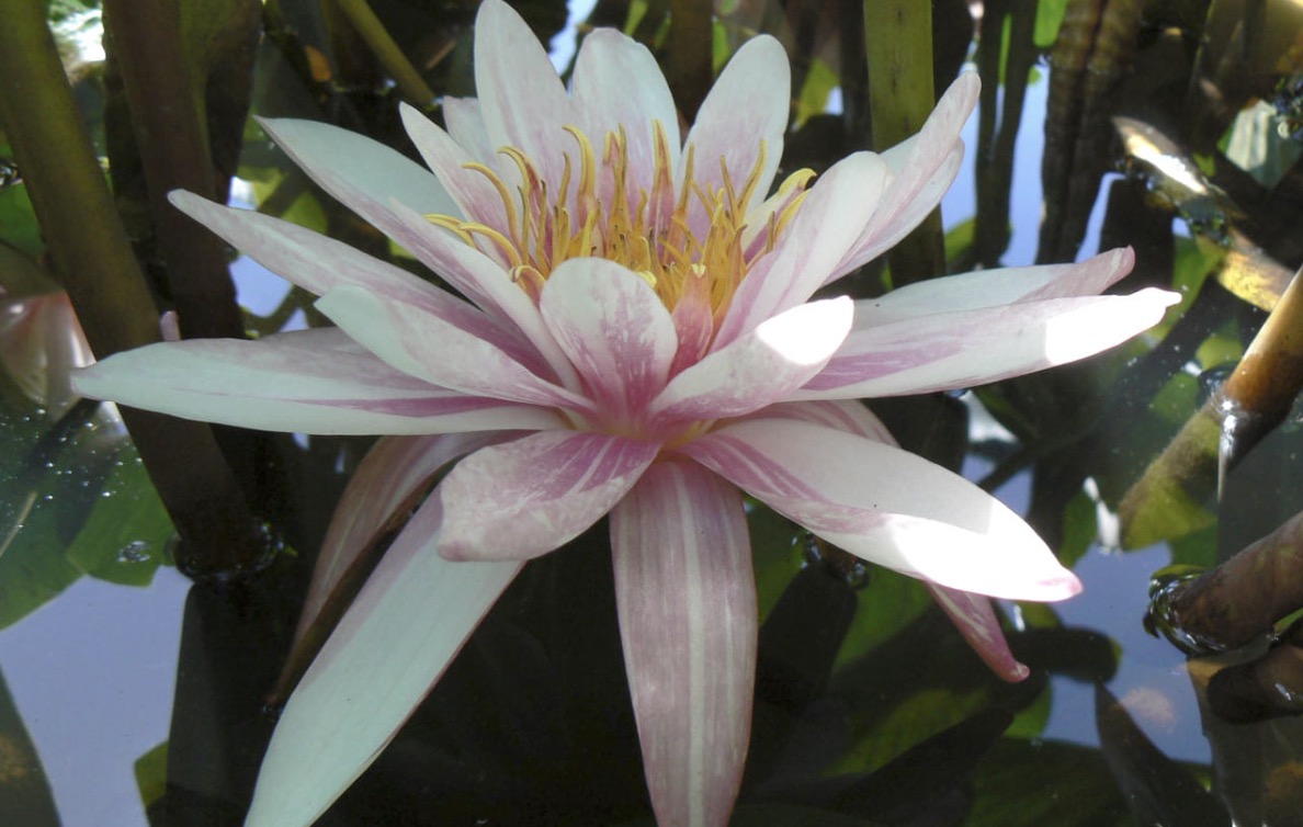 Nymphaea Zebra