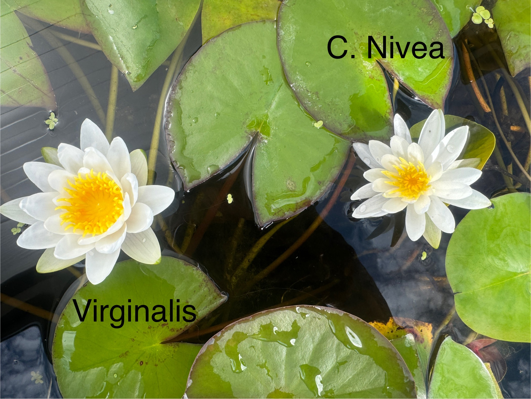 Virginalis vs Caroliniana Nivea