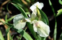 Kollane võhumõõk Creme de la Creme (Iris pseudacorus)